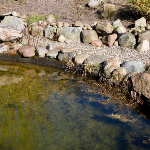 Jak odstranit řasy z jezírka (a proč se stále vrací)2